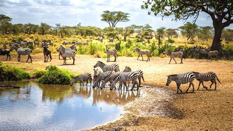 Great Africa Safari in Tanzania .